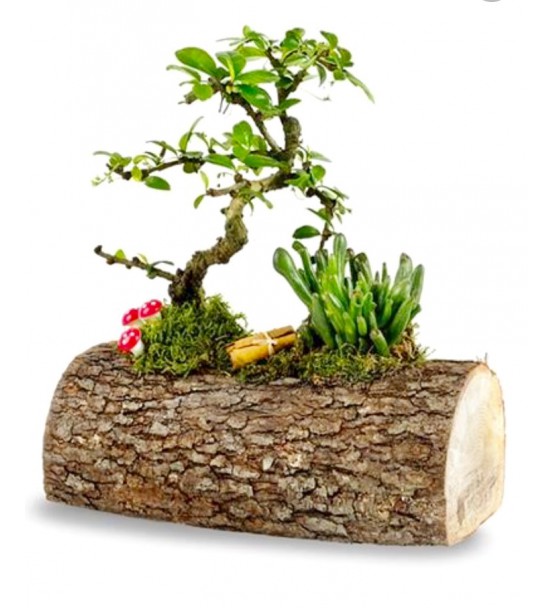 doğal zalkova bonsai ve succulent