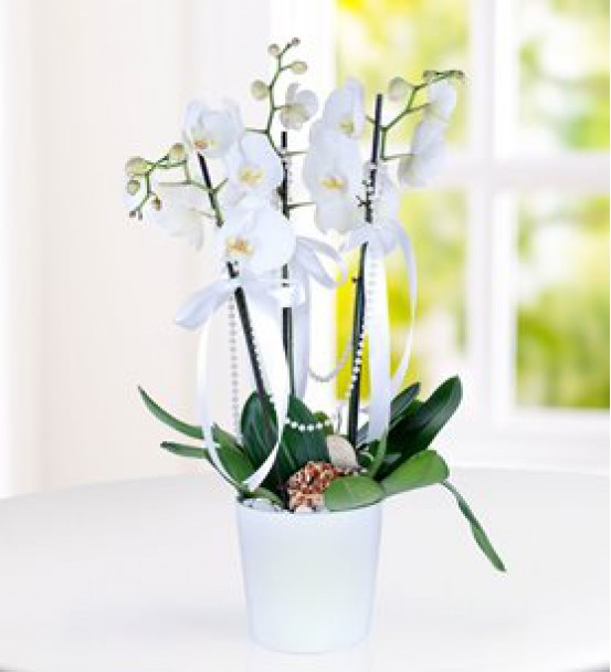 Seramik Vazoda 3 Dal Beyaz Orkide