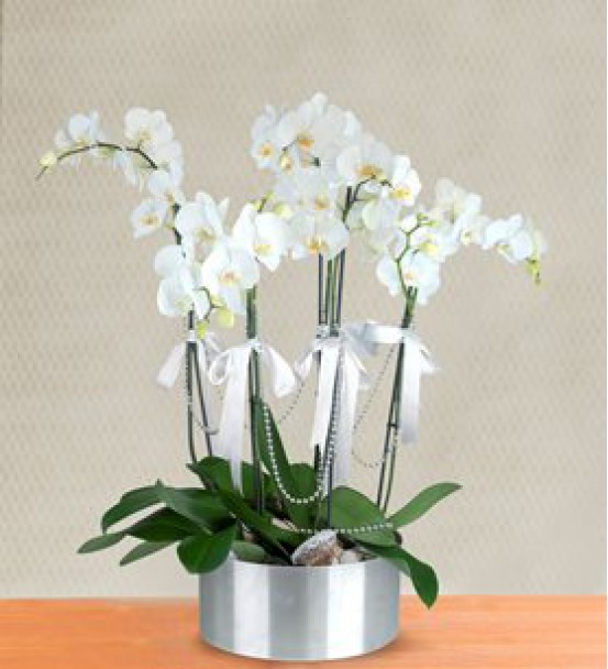 5 Dal Beyaz Orkide