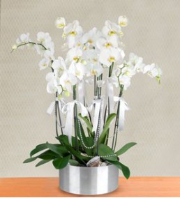7 Dal Beyaz Orkide