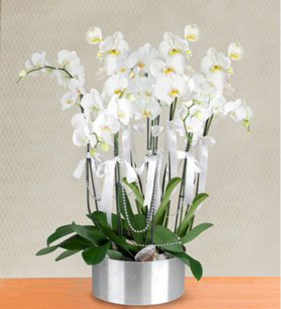 8 Dal Beyaz Orkide