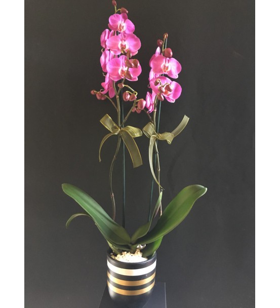 siyah çizgili vazoda mor orkide