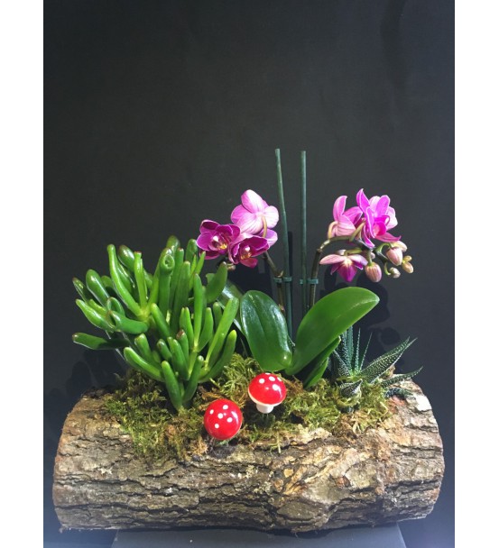Doğal Kütükte Mini Orkide ve Succulent