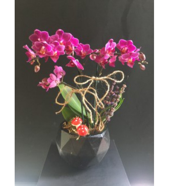 Altıgen Taş Vazoda Mini Orkide
