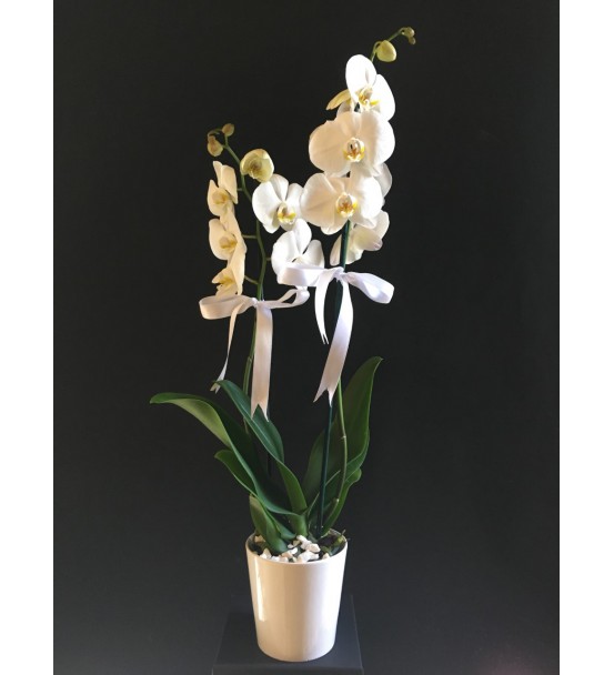 seramikte 2 dal beyaz orkide