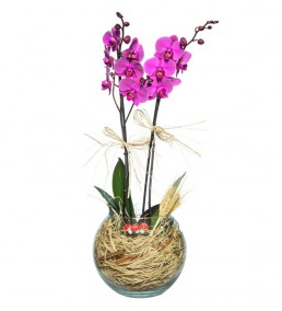 Akvaryum Vazoda İki Dal Mor Orkide